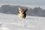 CORGI PEMBROKE 957